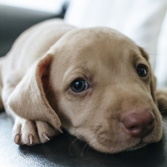 Meet your Posher - Picture 1 of 1